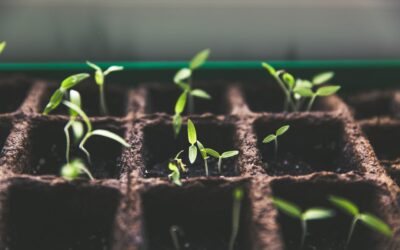 Revolutionizing Dental Practice Growth with GrowthPlug