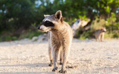 Raccoon Eyes Agency: Pioneering Digital Marketing Solutions for Business Growth in Toronto and Across the USA