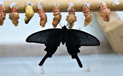 Transforming Influence: The Evolving Terrain of Digital Marketing Strategy